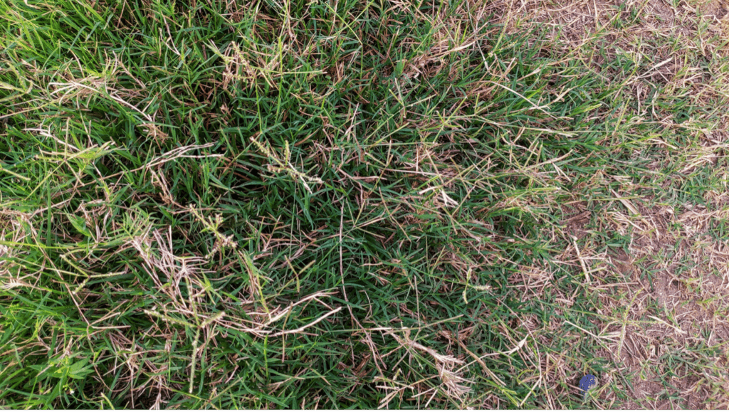 Browning spots on natural grass surface