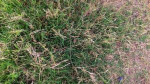 Natrual Grass Pros and Cons